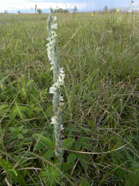 Prato_29sett.2010 014.JPG